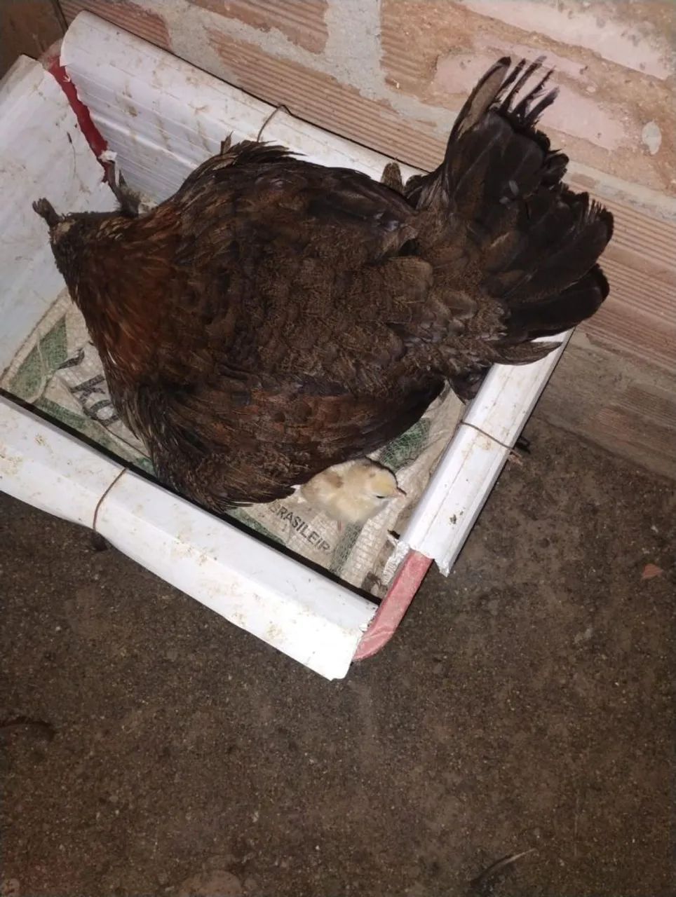 Vendo ovos galados e frangas caipira pescoço pelado e mais  - Foto 5