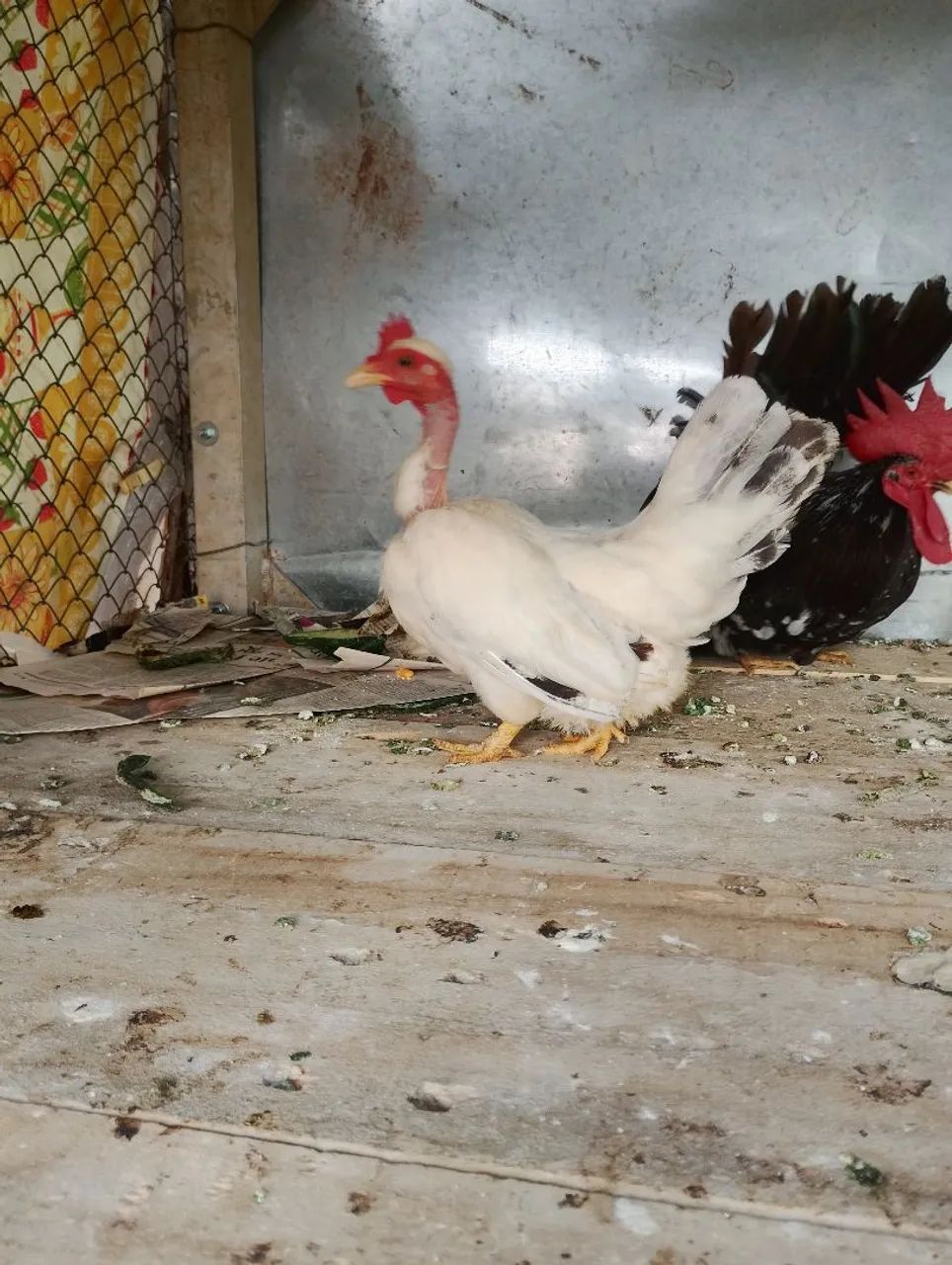 Mine nagazaki polaca btw 11 meses 