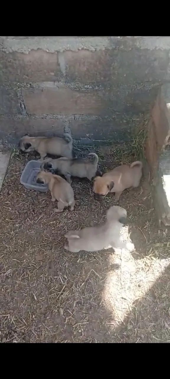 Pugs fêmea e macho