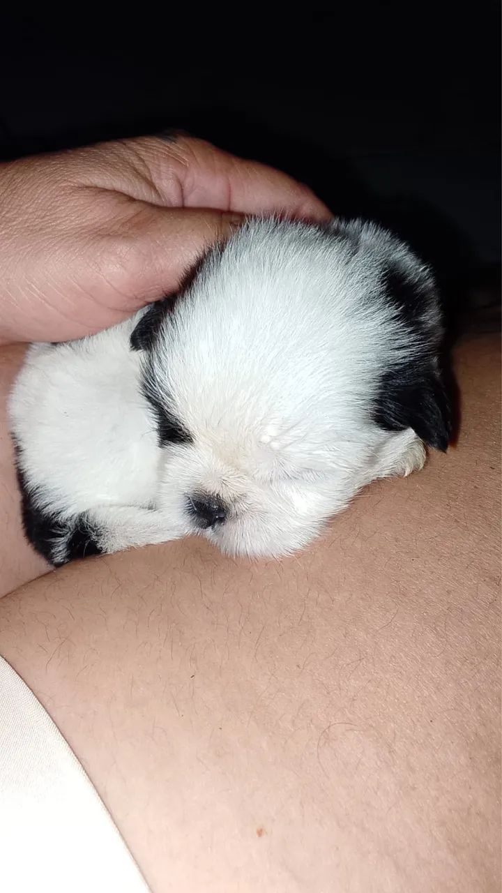 Cachorro shih tzu - Foto 3