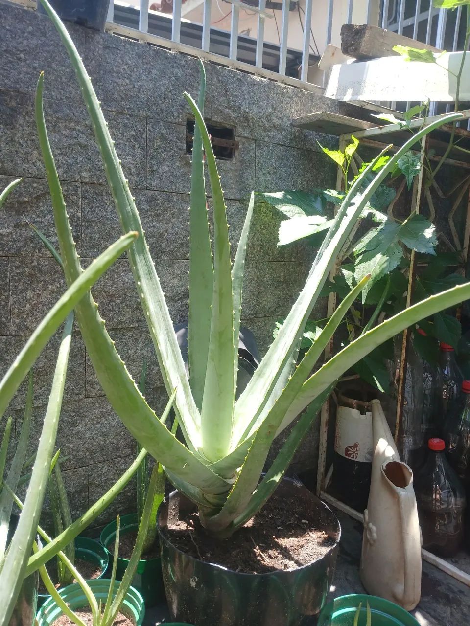Babosa aloe Vera 
