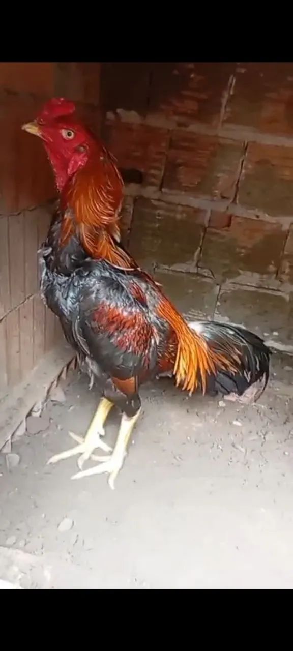 Frango de raça  - Foto 2