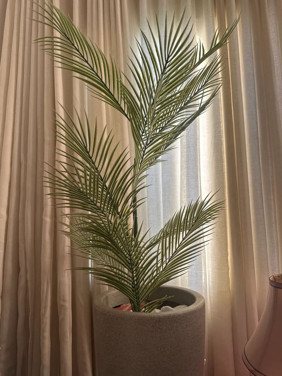 Vendo vaso com planta  - Foto 3