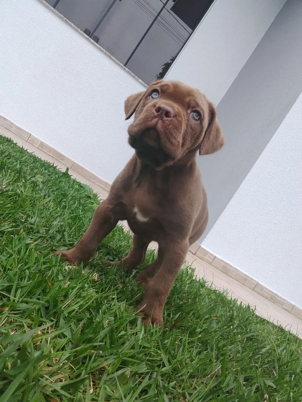 Cane corso - Foto 2