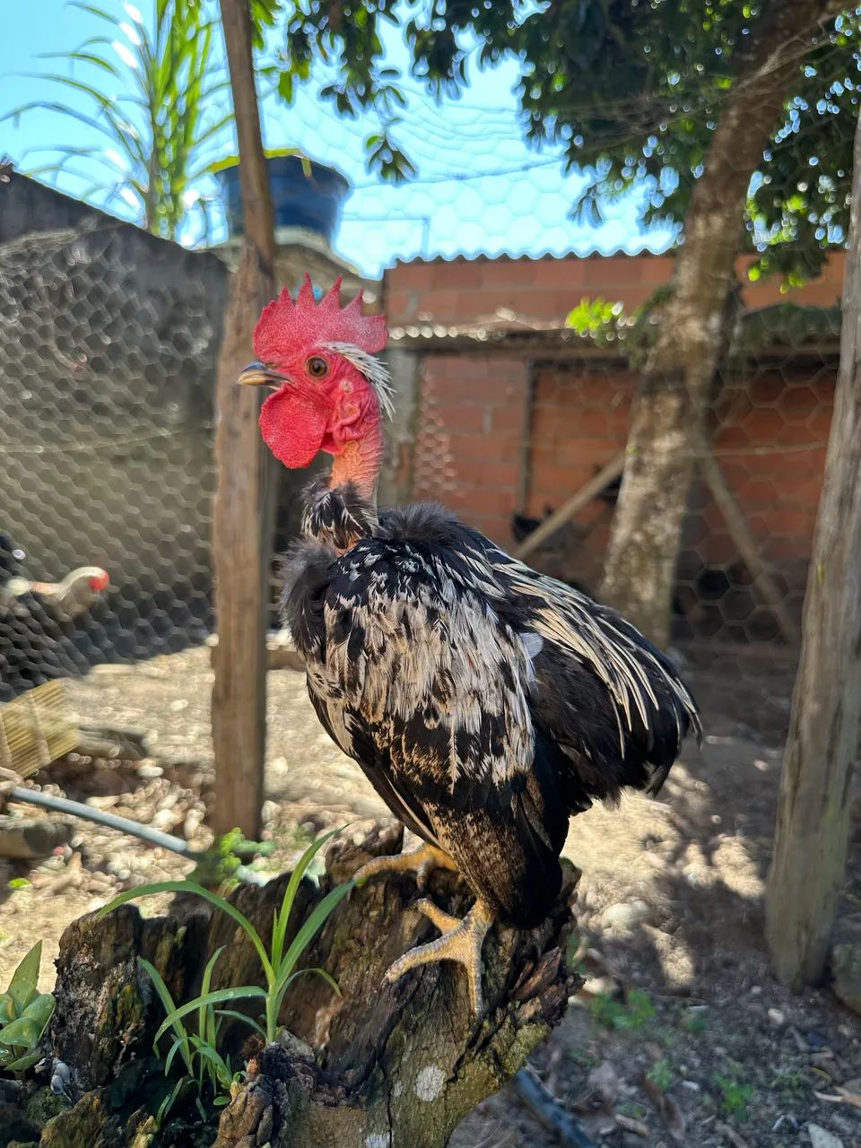Galos a Venda