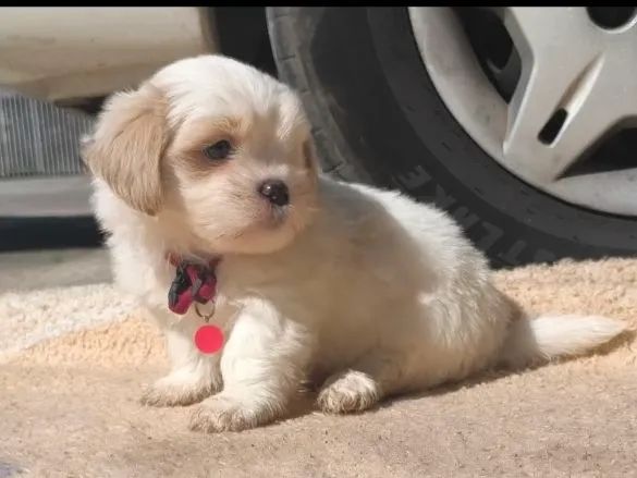 Lhasa apso Macho - Foto 5