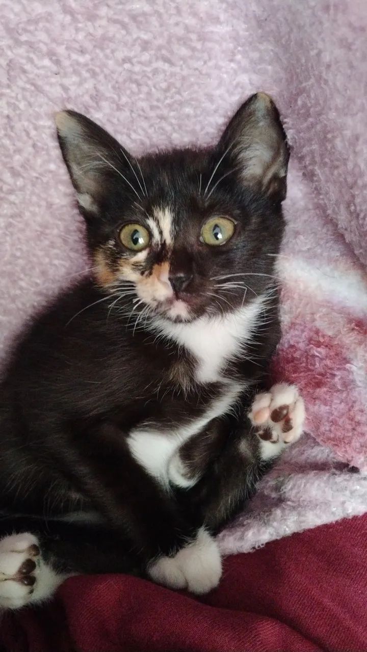 Adota-se gatinhos  - Foto 4