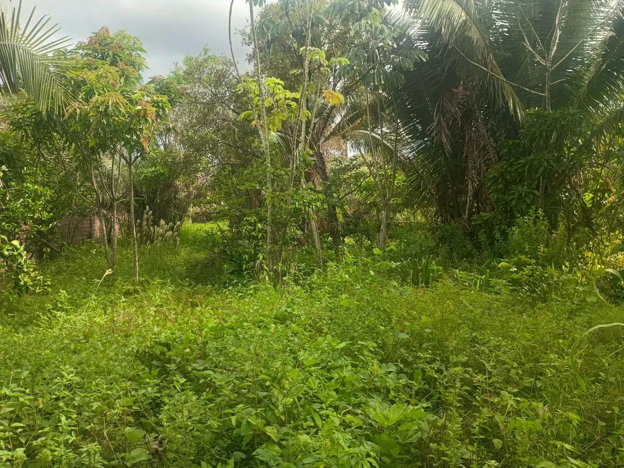 Vendo terreno amplo  com casa  - Foto 3