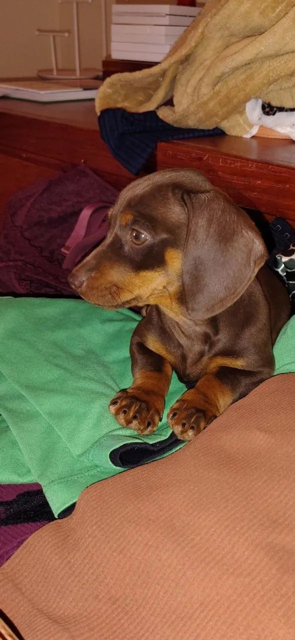 BELISSIMOS DACHSHUND, FAMOSO BASSÊ SALSICHA 