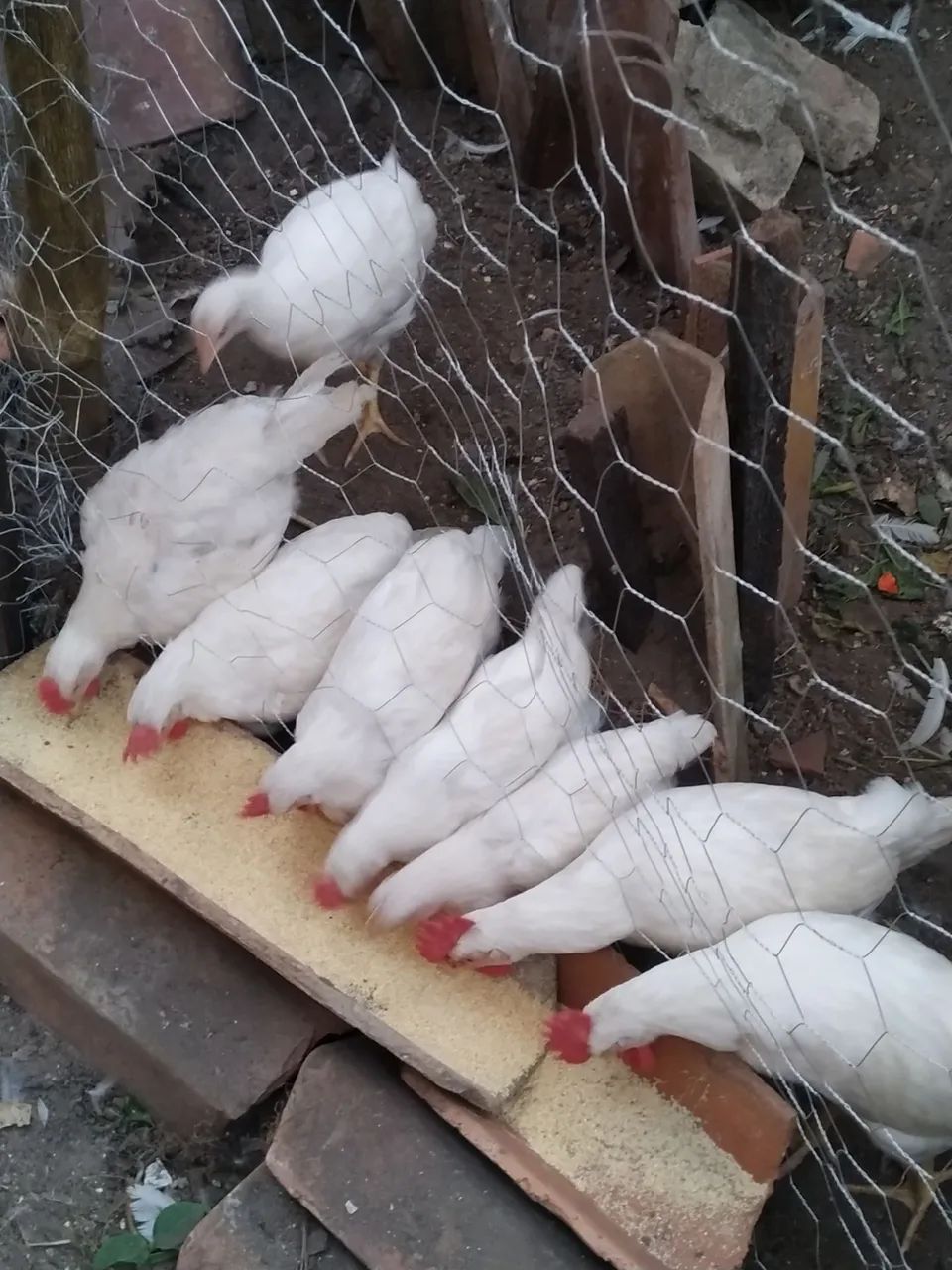 Ovos férteis de galinha GLC, legorne americana e pesadão vermelho e Embrapa 051 - Foto 3