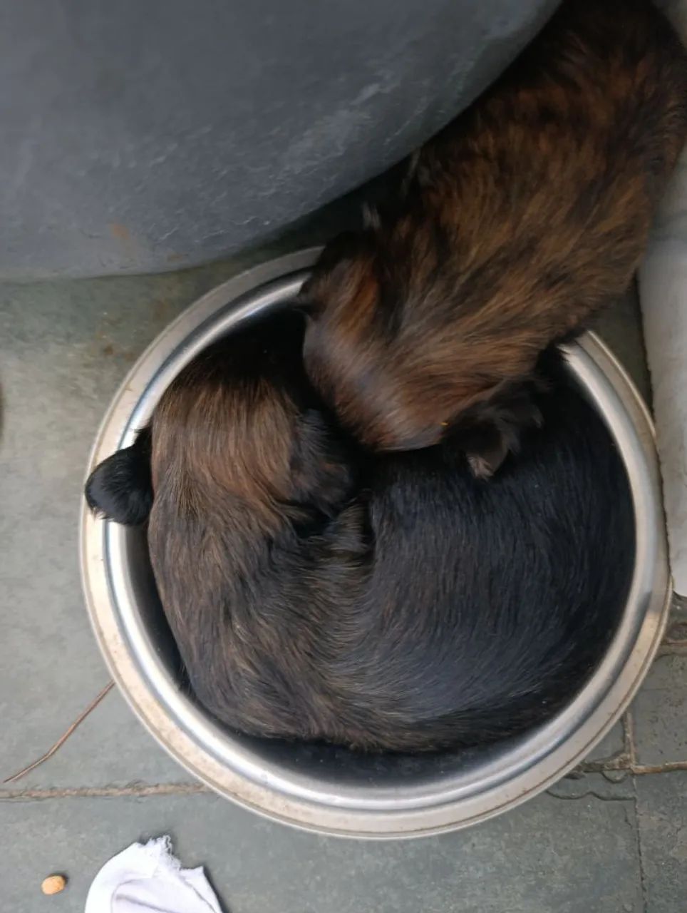 Filhotes de Lhasa Apso  - Foto 5