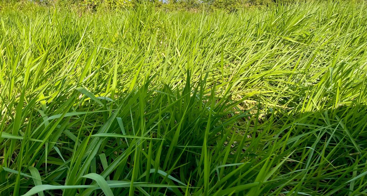 Oportunidade no Agronegócio  - Foto 2