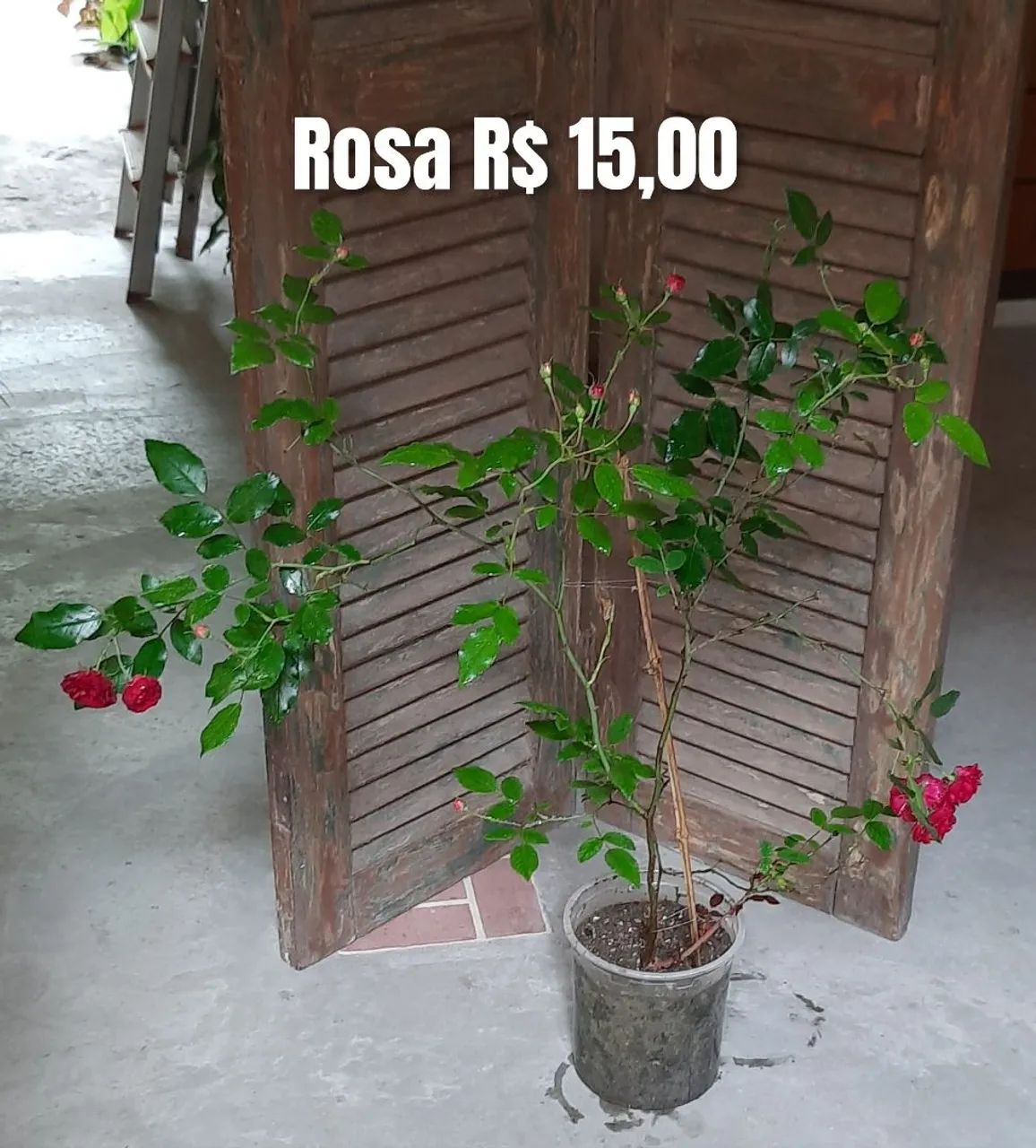 Muda de rosa  - Foto 3