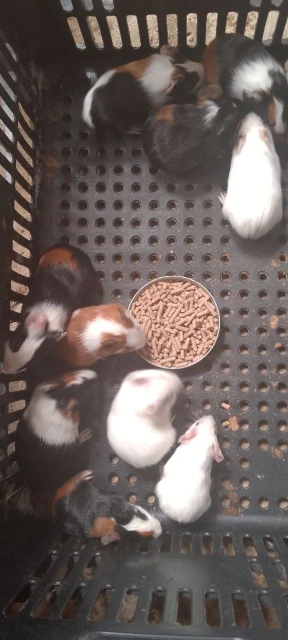 Filhotes porquinho da índia 