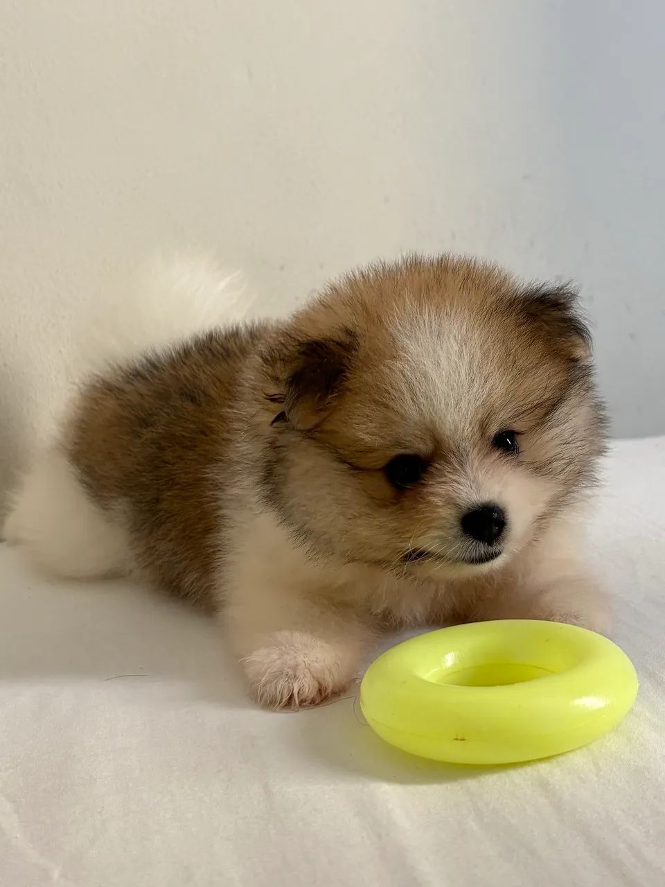 Spitz alemão anão  - Foto 4
