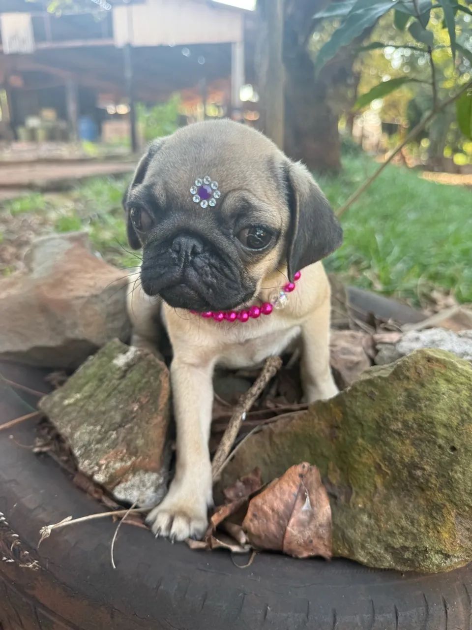 Pug