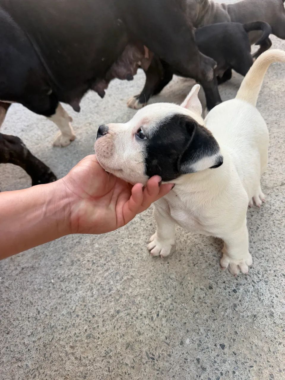 American bully - Foto 3