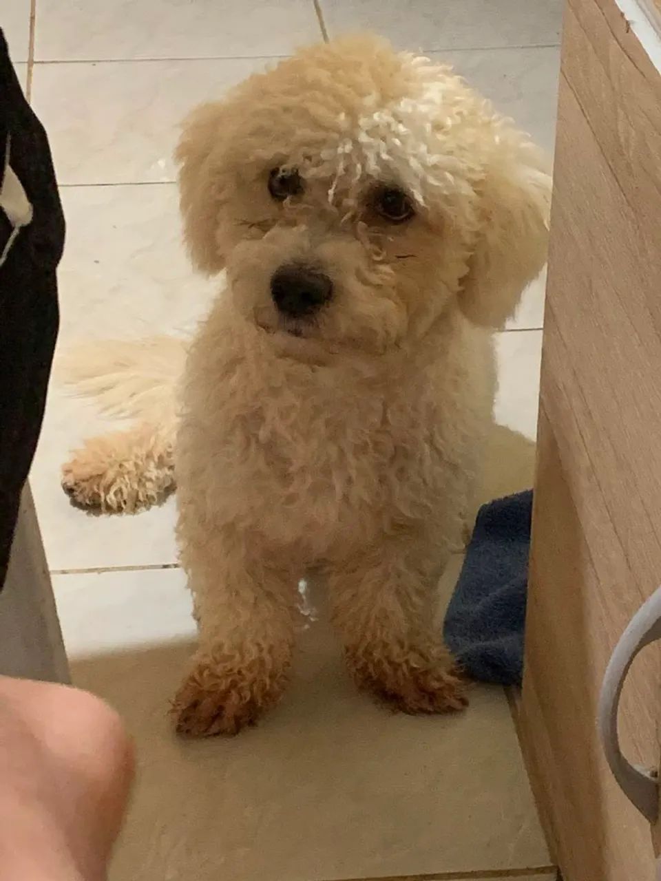 Poodle Toy Macho - Foto 3