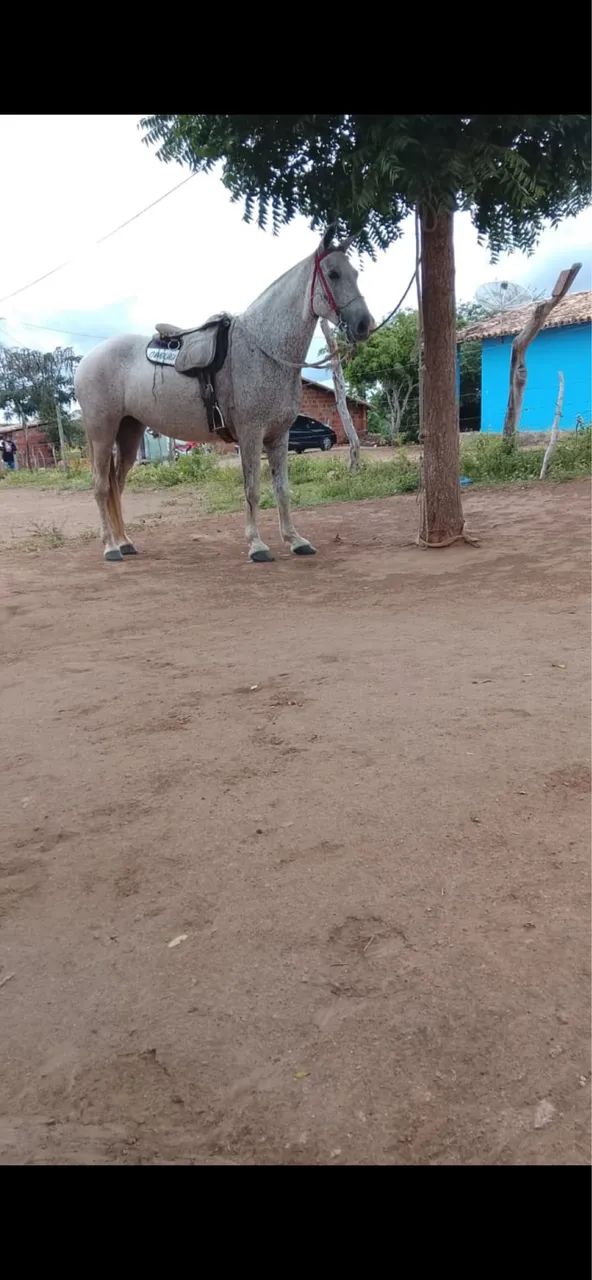 Égua MM cavalo - Foto 2