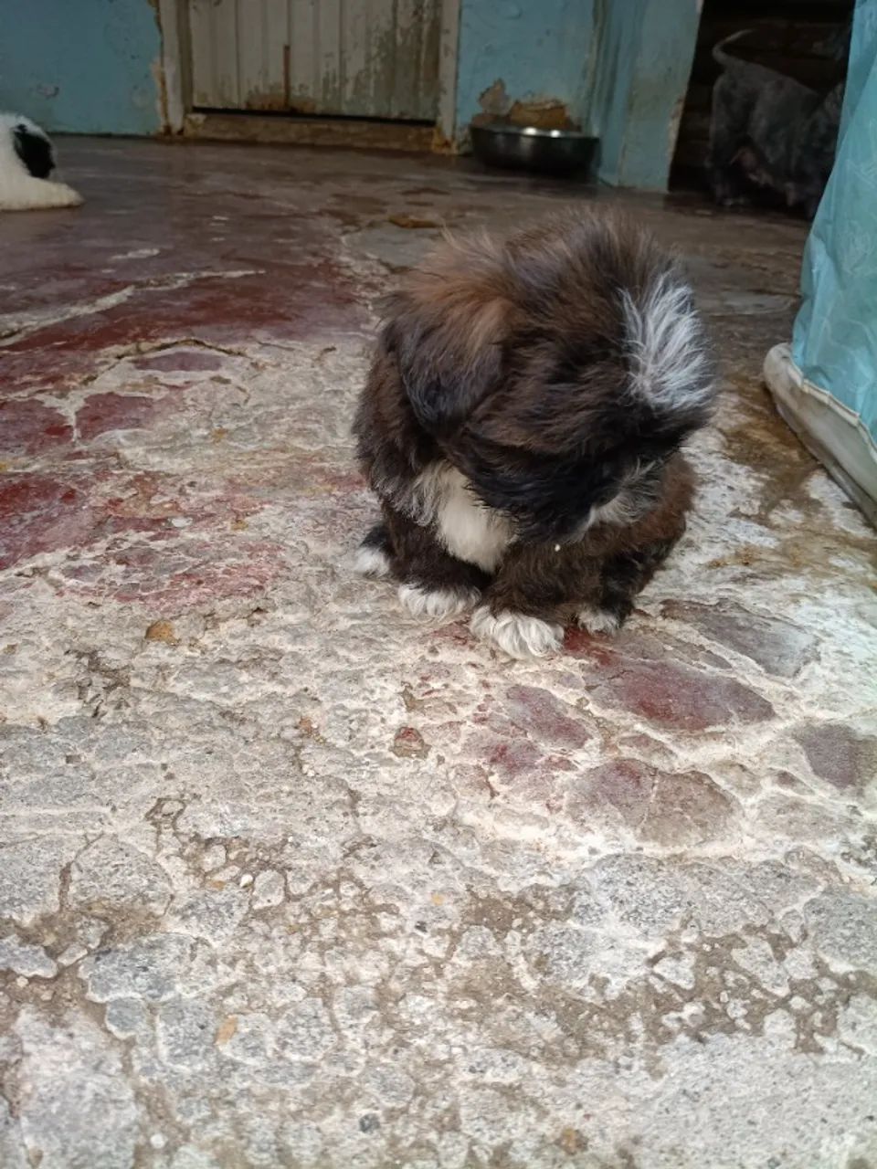 Vendas de shitiso  - Foto 11