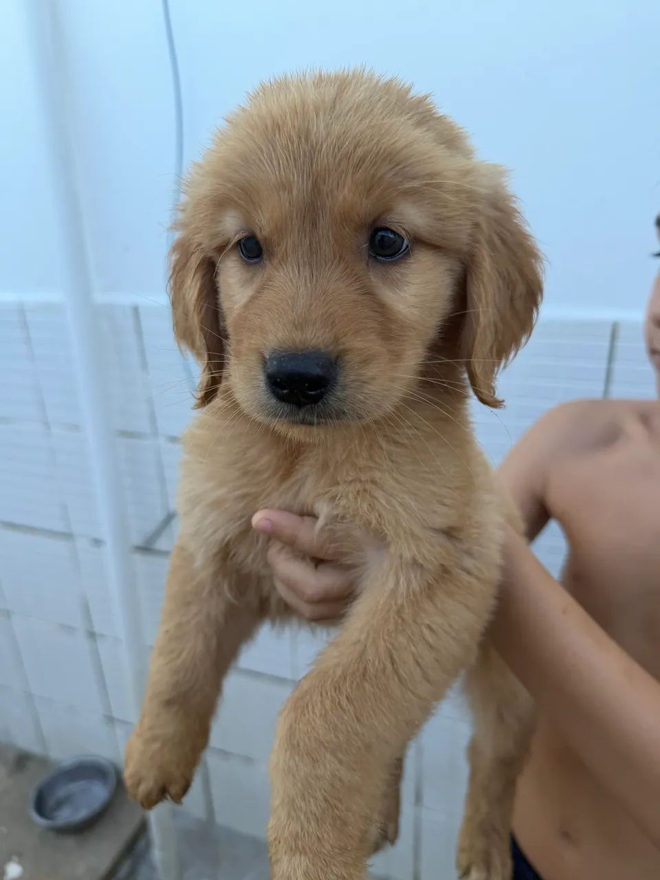 Golden retriever  - Foto 4