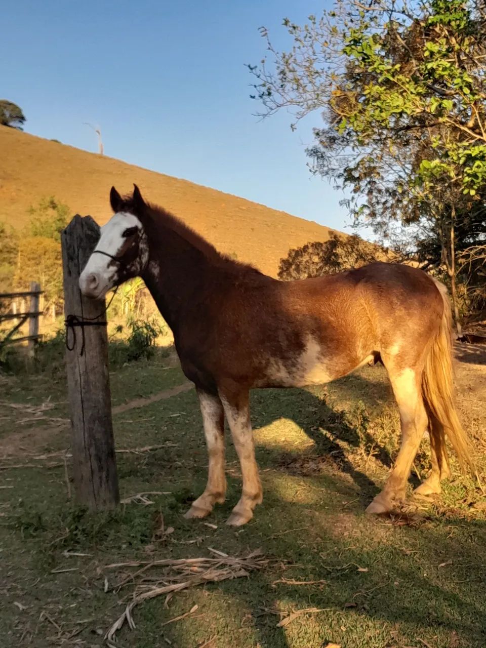 Troco cavalo por moto de TRILHA