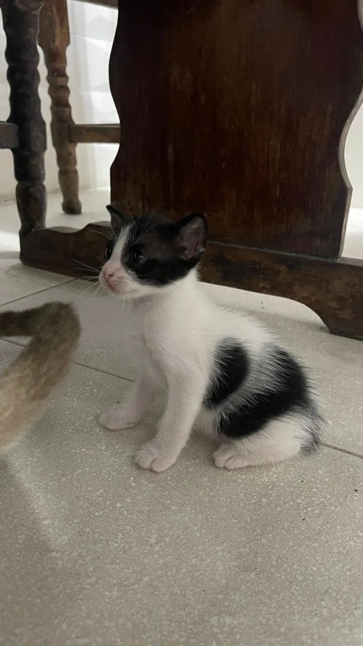 doação de gatinhos frajolas 