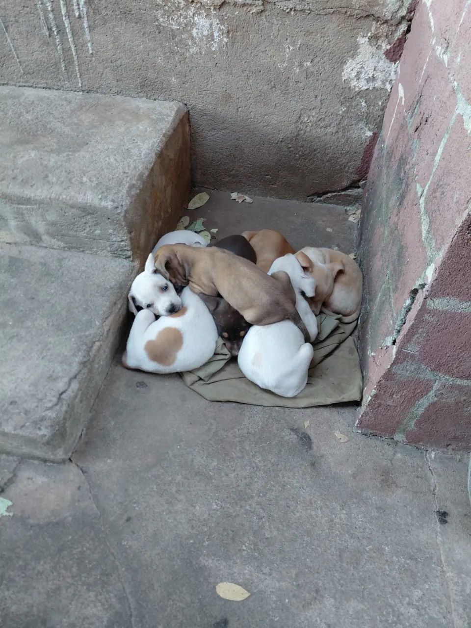 Doação de filhotes - Foto 2