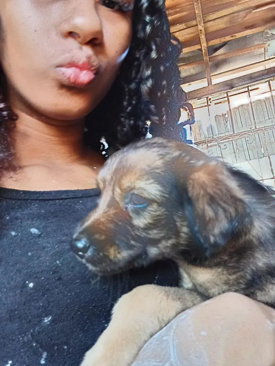 Cachorro  - Foto 2