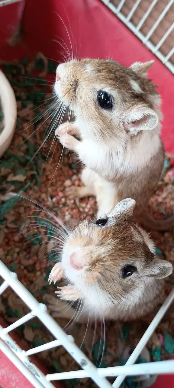 Gerbil do amor  - Foto 2