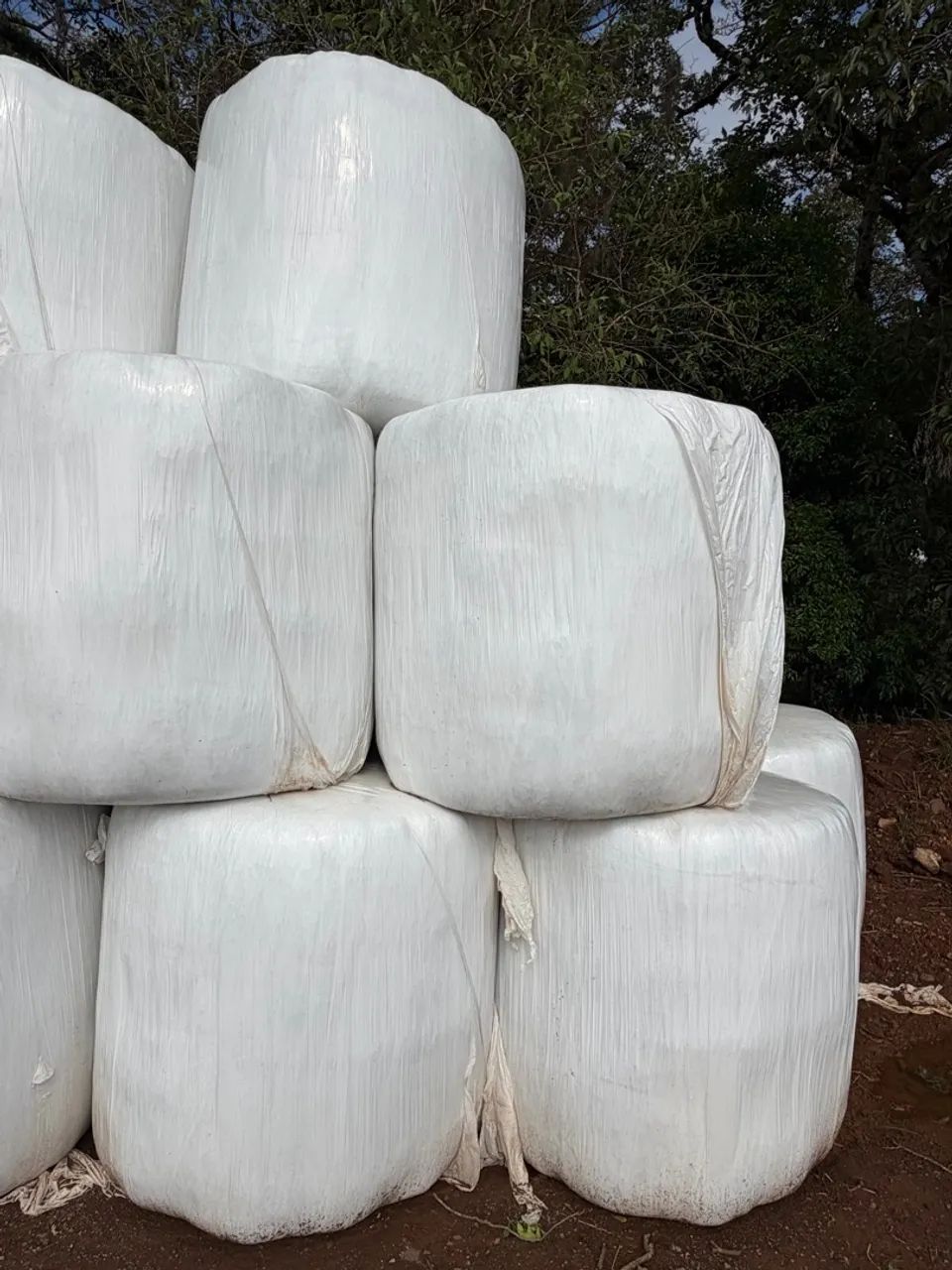 ? VENDE-SE: BOLAS DE PRÉ-SECADO DE AZEVÉM ? - Foto 2