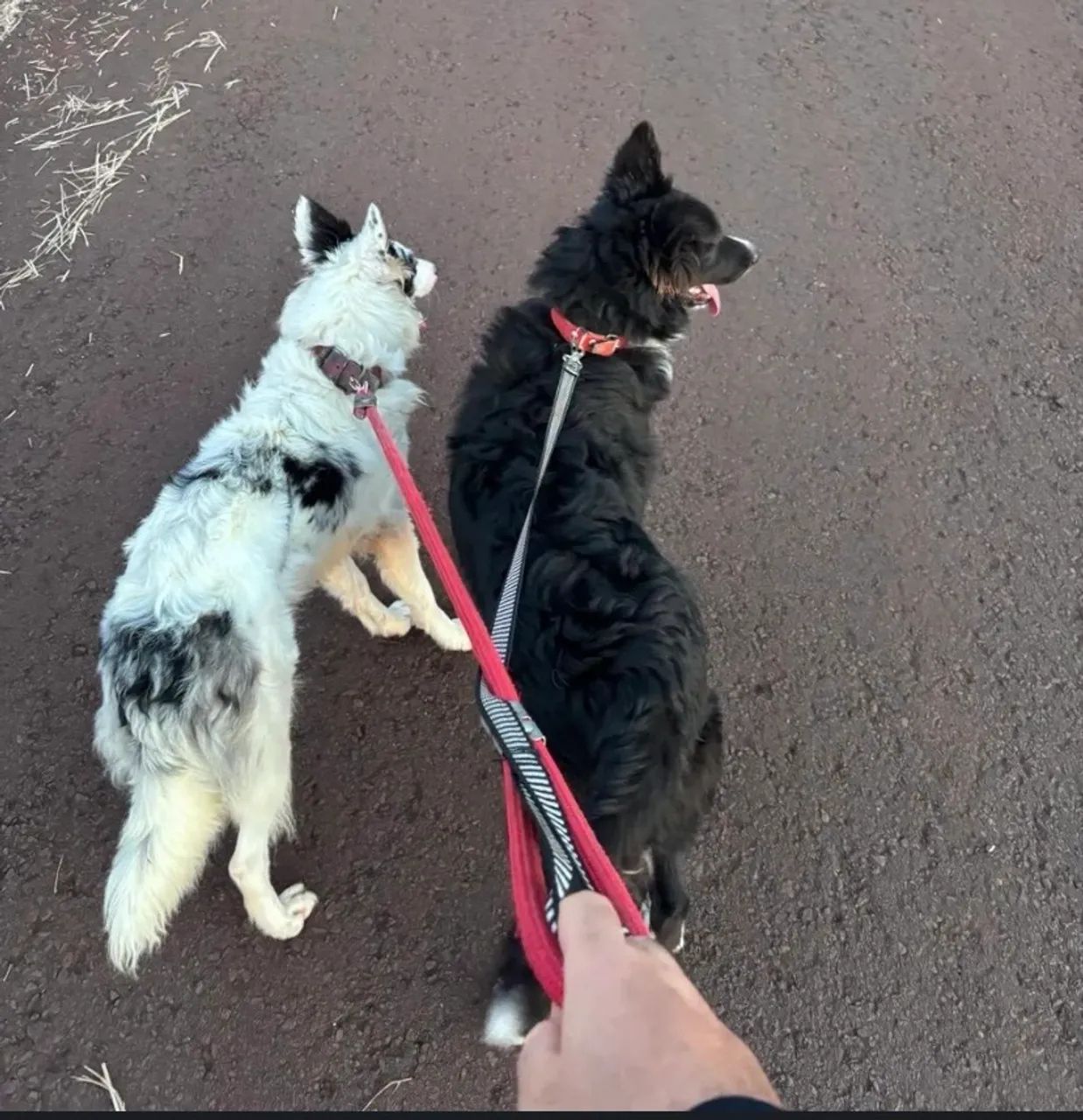 Vendo border collie  - Foto 2