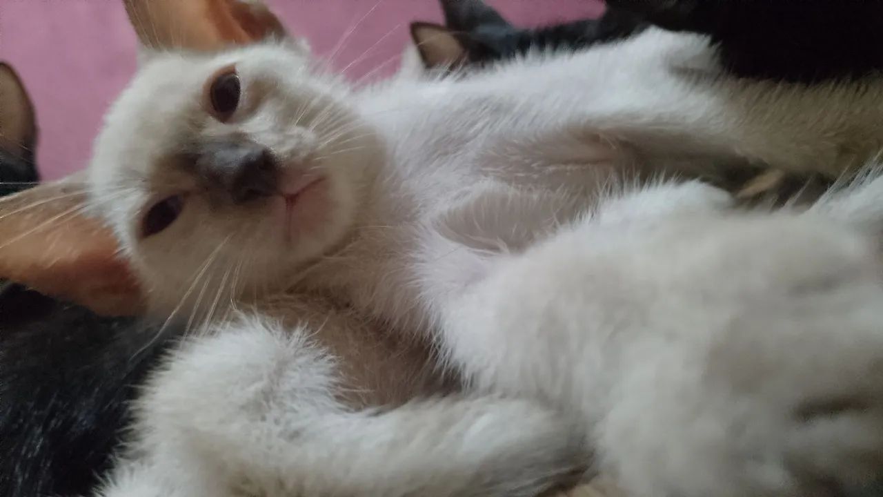 Doação de gato  - Foto 2