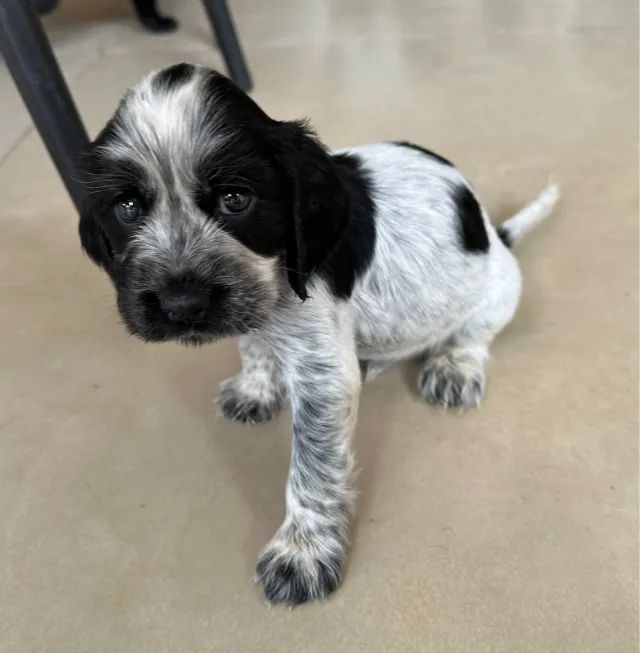 Cocker Spaniel Inglês  - Foto 3