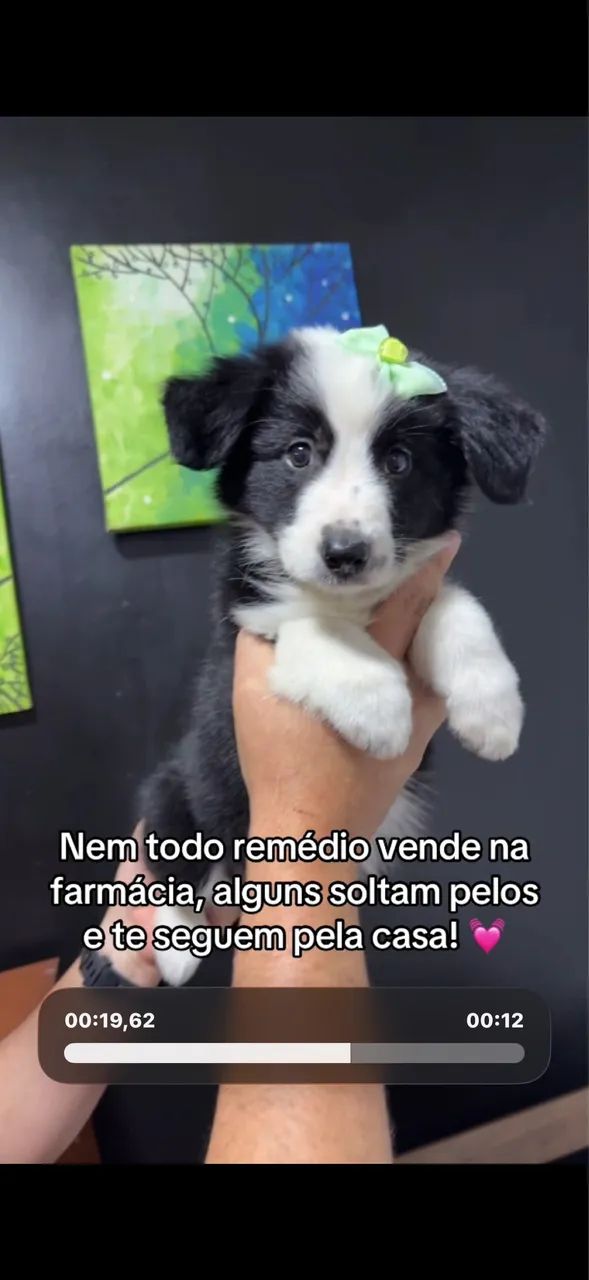 Border collie fêmea com kit grátis 