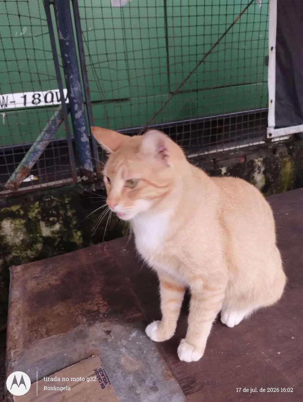 Macho laranja, castrado, 1 ano - Foto 3