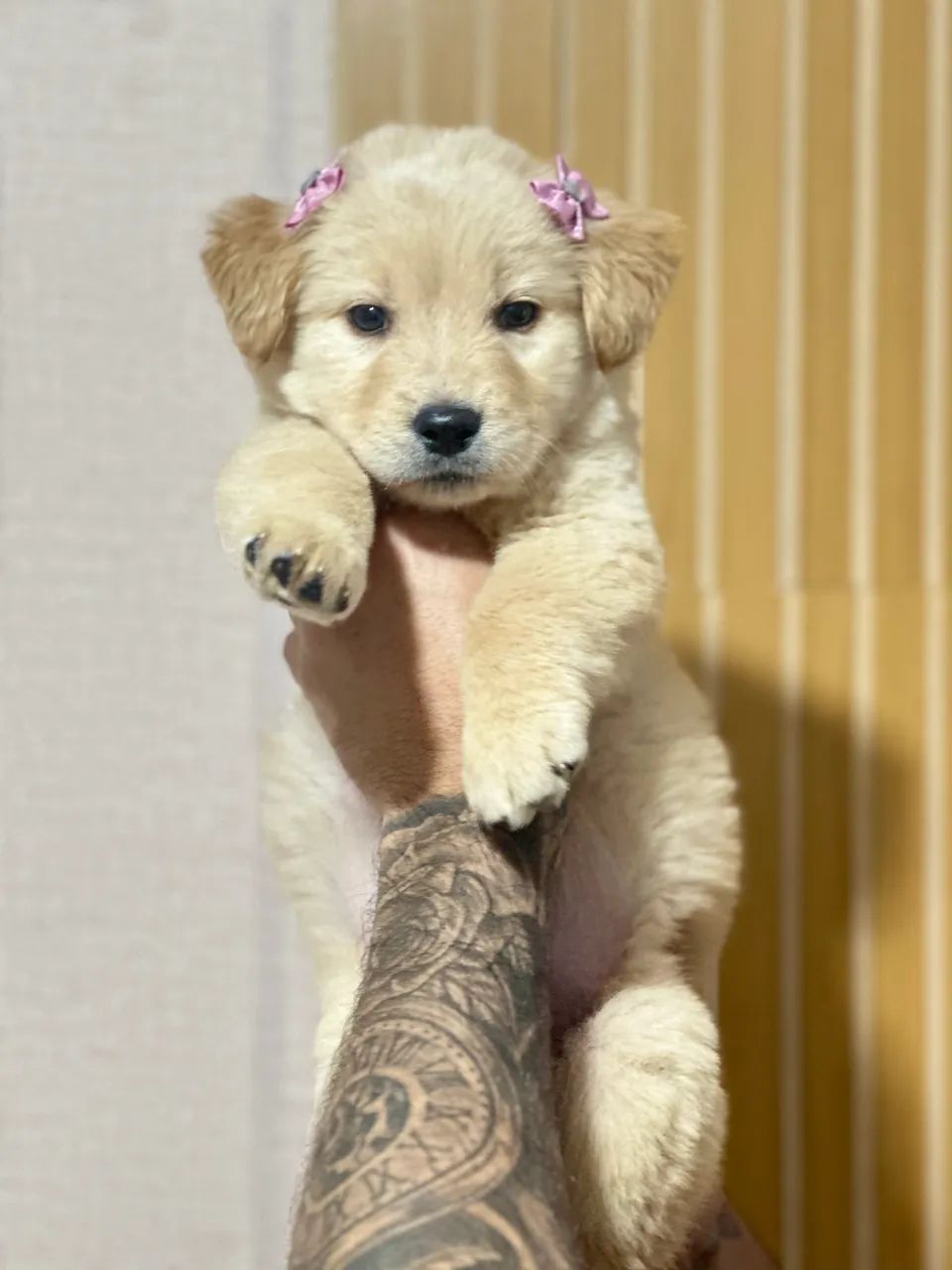 Fêmea Golden Retriever