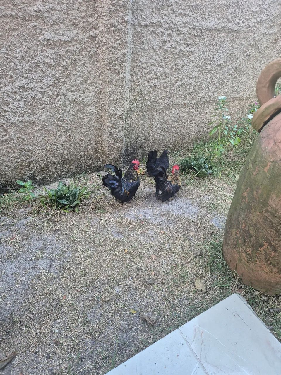 Nagazaki e ganize comum - Foto 2