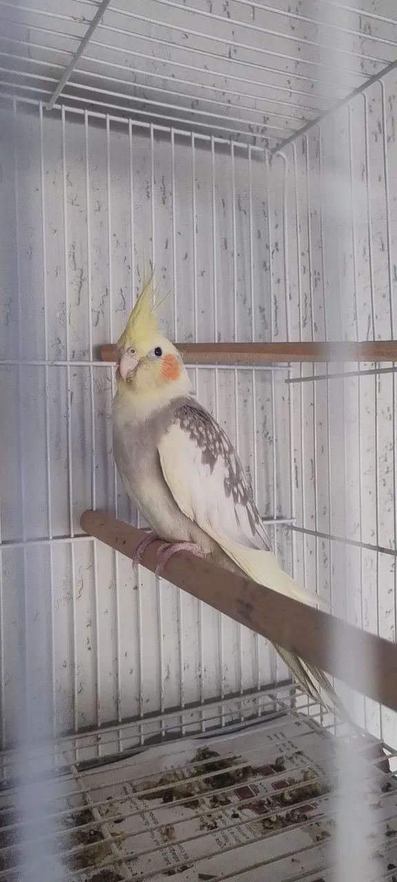 Galinha  - Foto 2