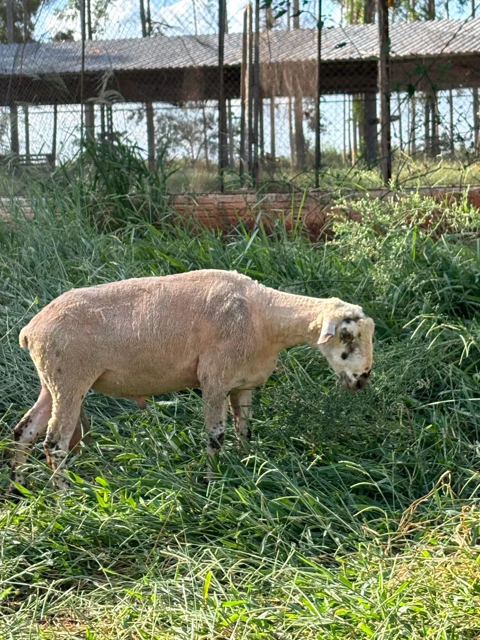 Carneiro Pantaneiro adulto 