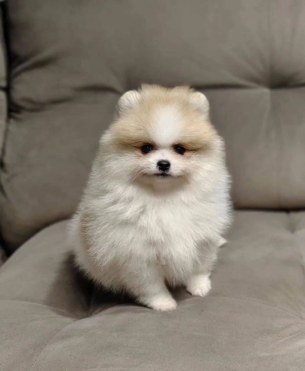 Spitz alemão / Macho 