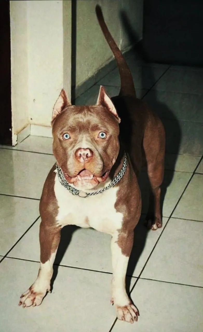 Pitmonster macho 