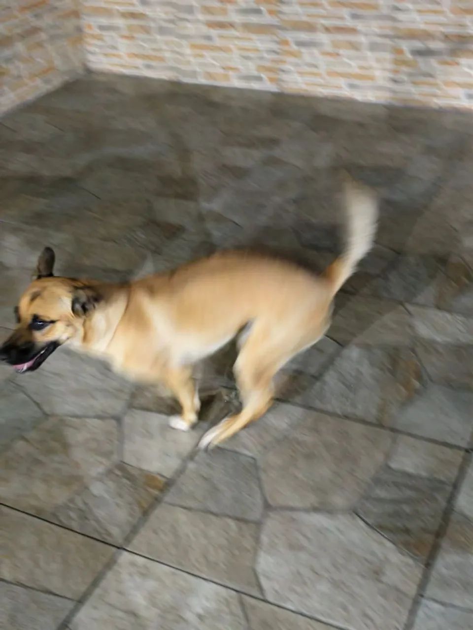 Cachorro para adoção: Kiara - Foto 2