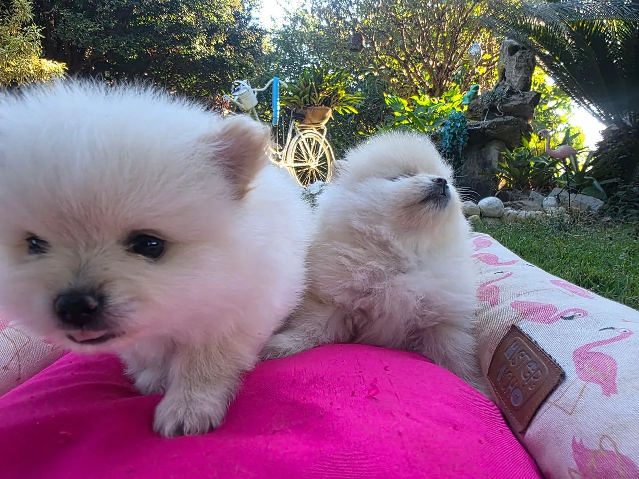 Spitz alemao  - Foto 3