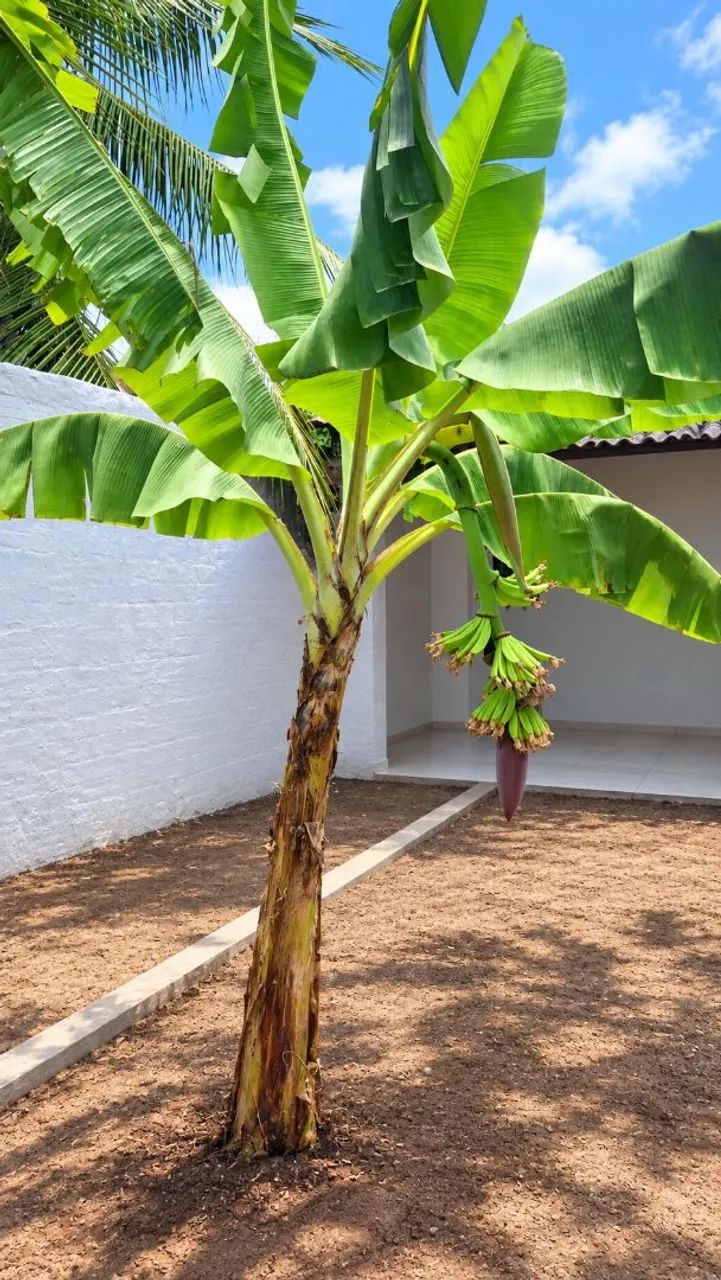 Muda de bananeira  - Foto 2