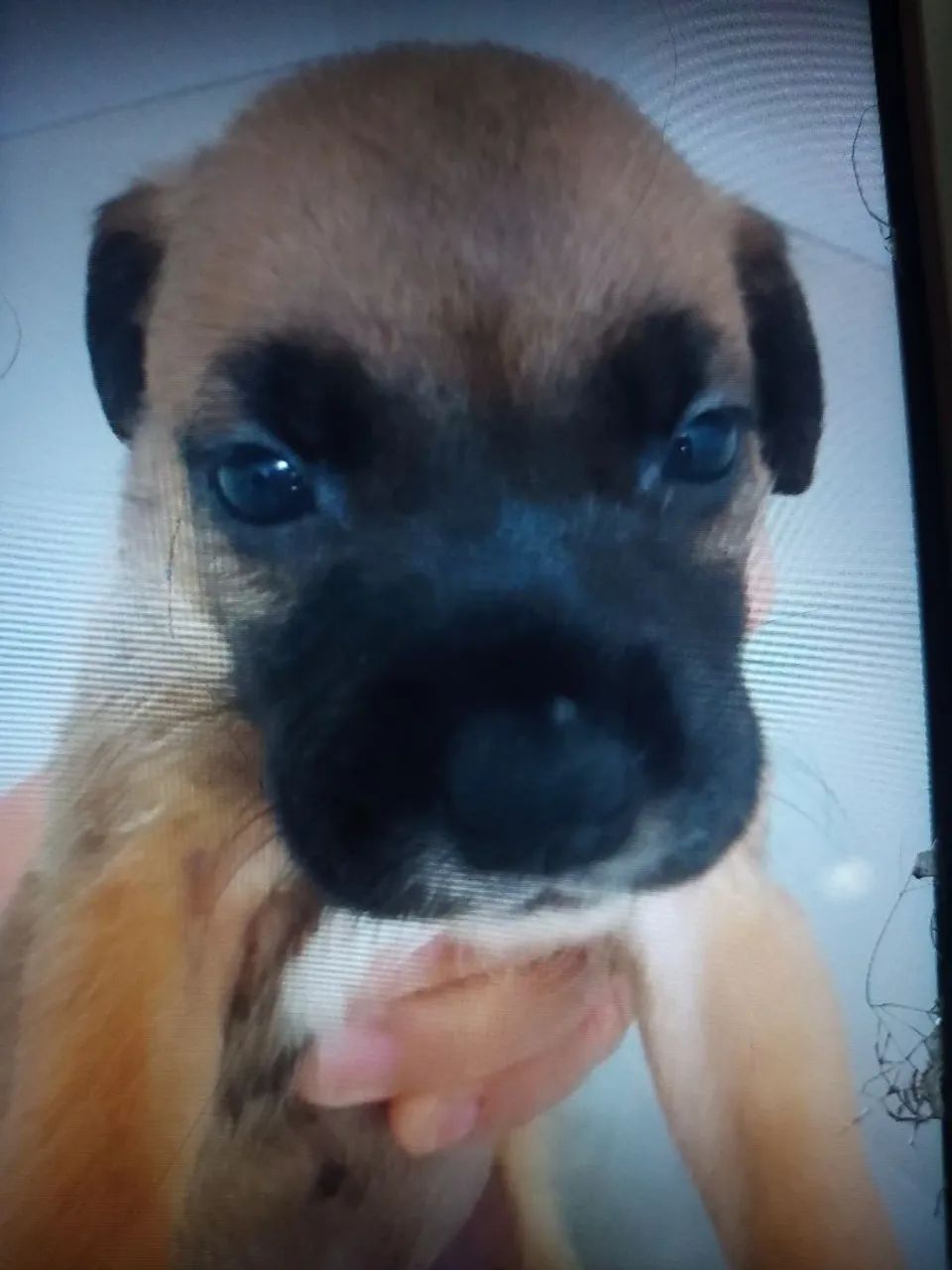 Doa se filhotes - Foto 3