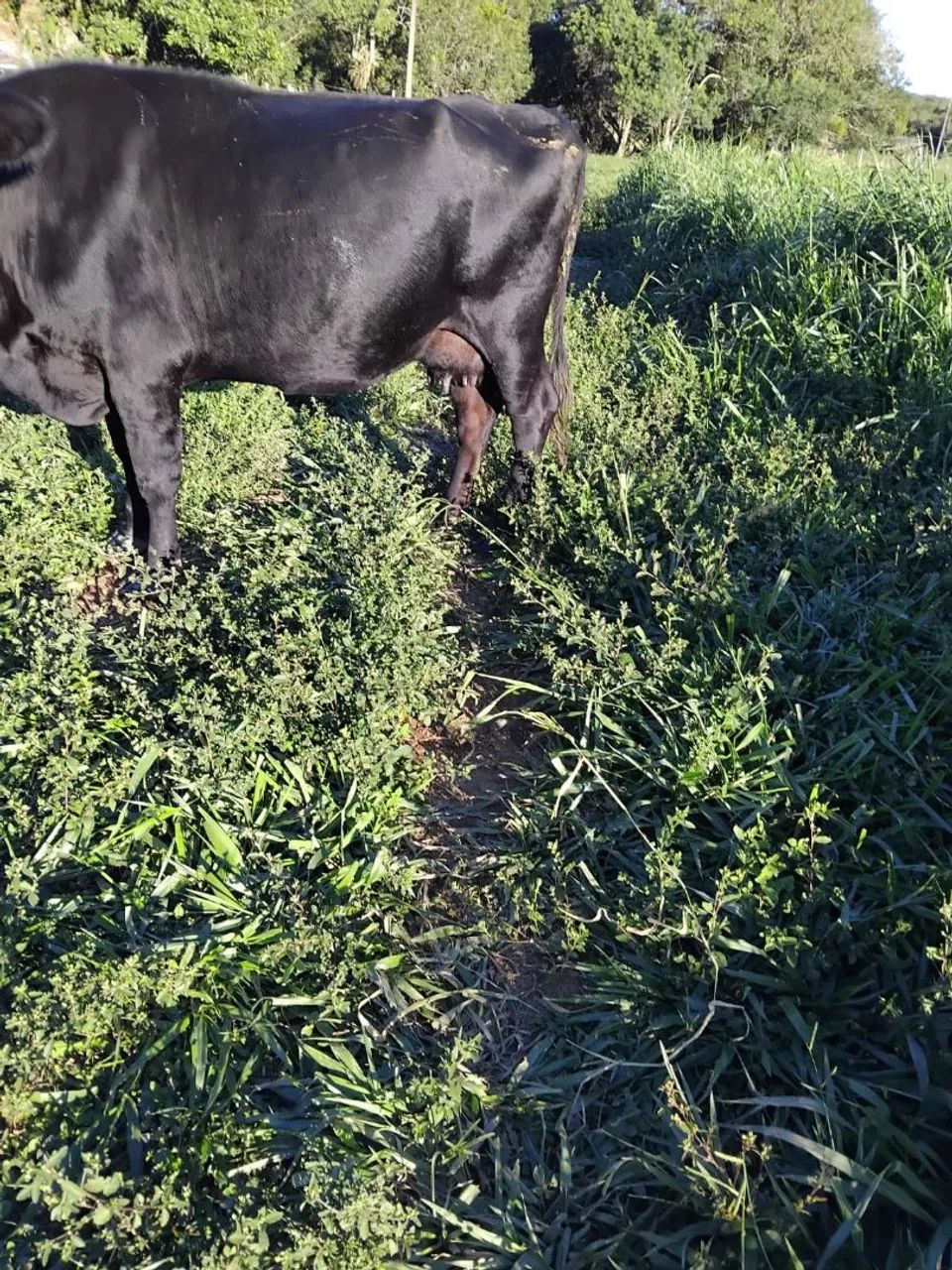 Vaca leiteira 