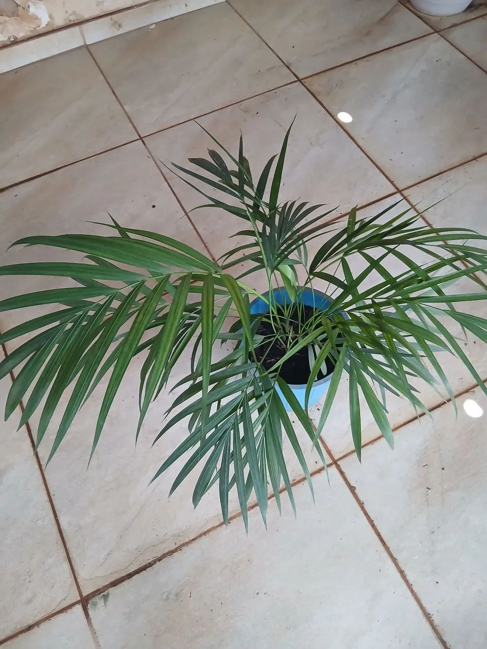 Planta 