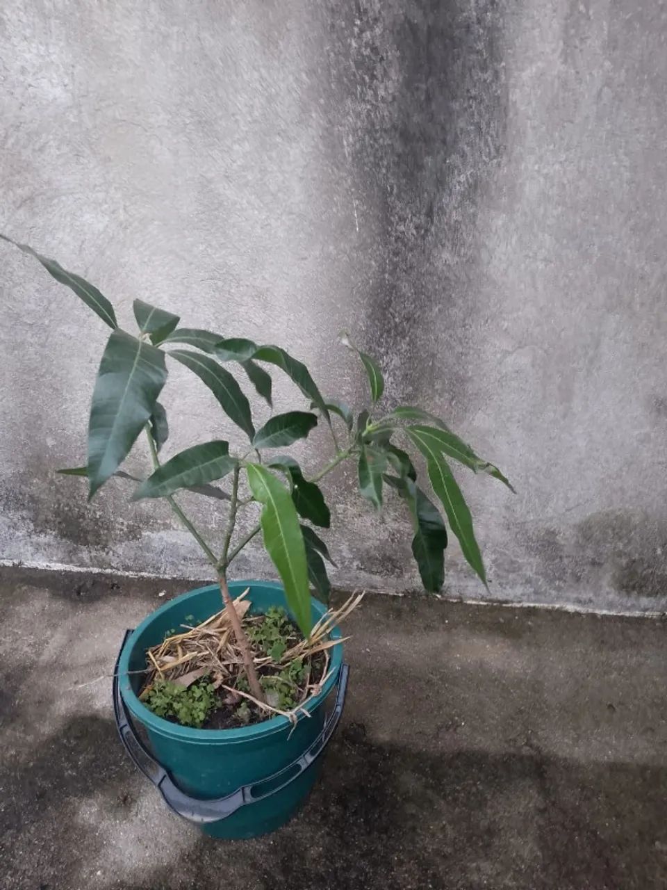 Frutiferas - Mudas de ótima procedência - R$ 15,00 cada IMPERDÍVEL. - Foto 2