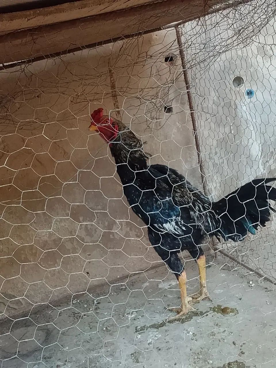 Frango índio  - Foto 2